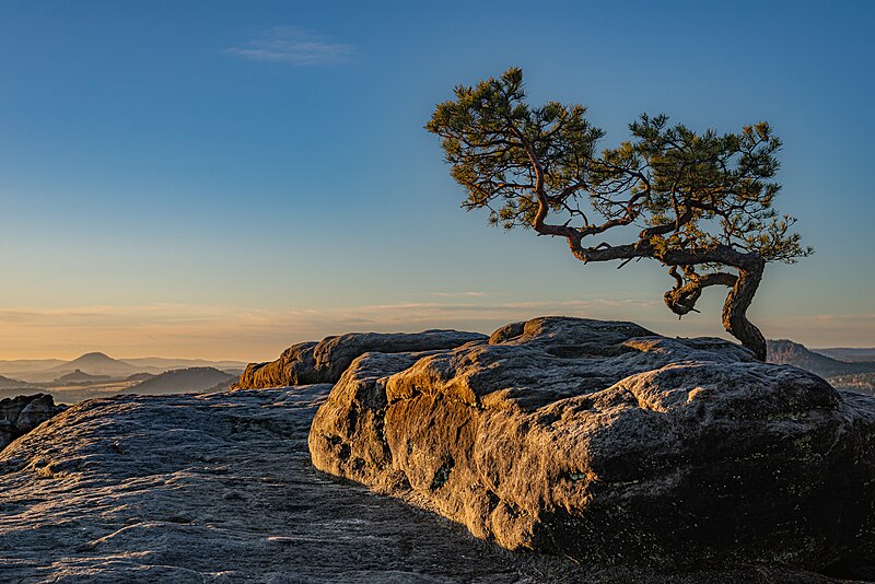Eine Kiefer im Elbsandsteingebirge mit Blick vom Lilienstein.