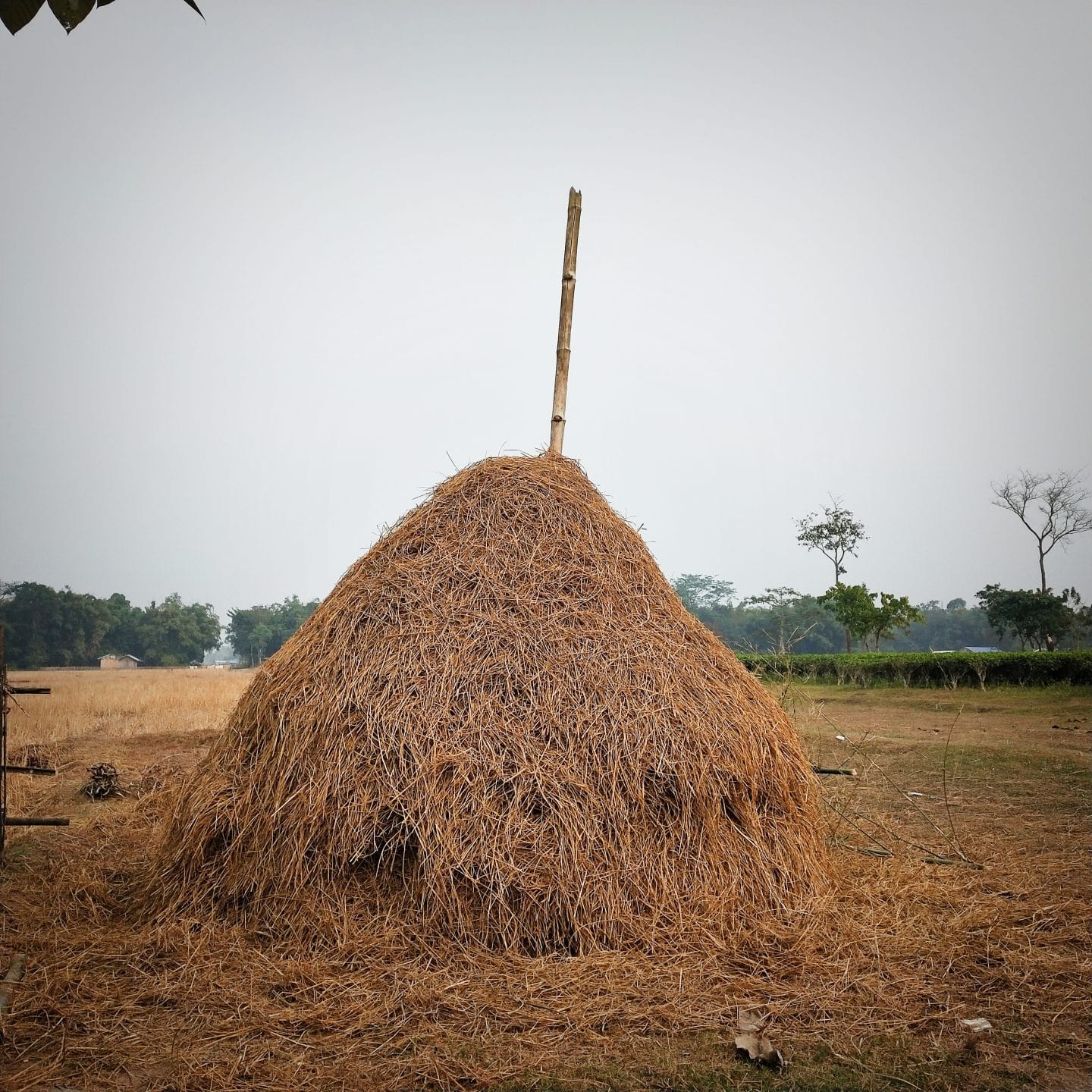 A_pile_of_straw_after_extracting_grains