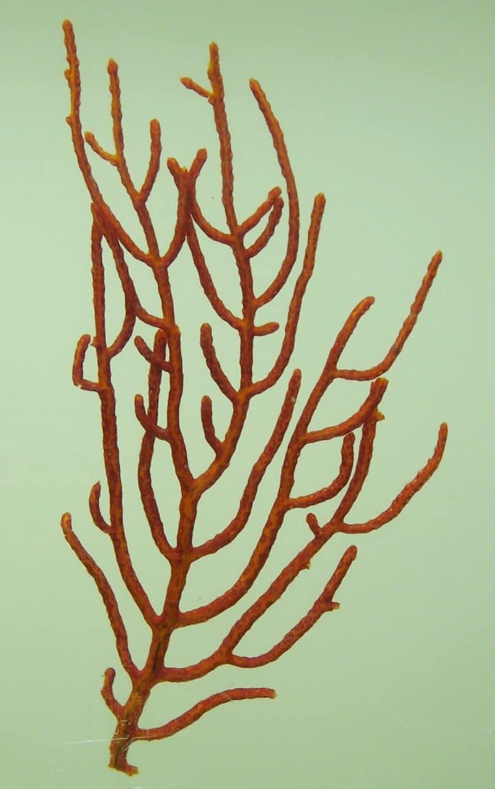 Allmende Wikimedia ABC