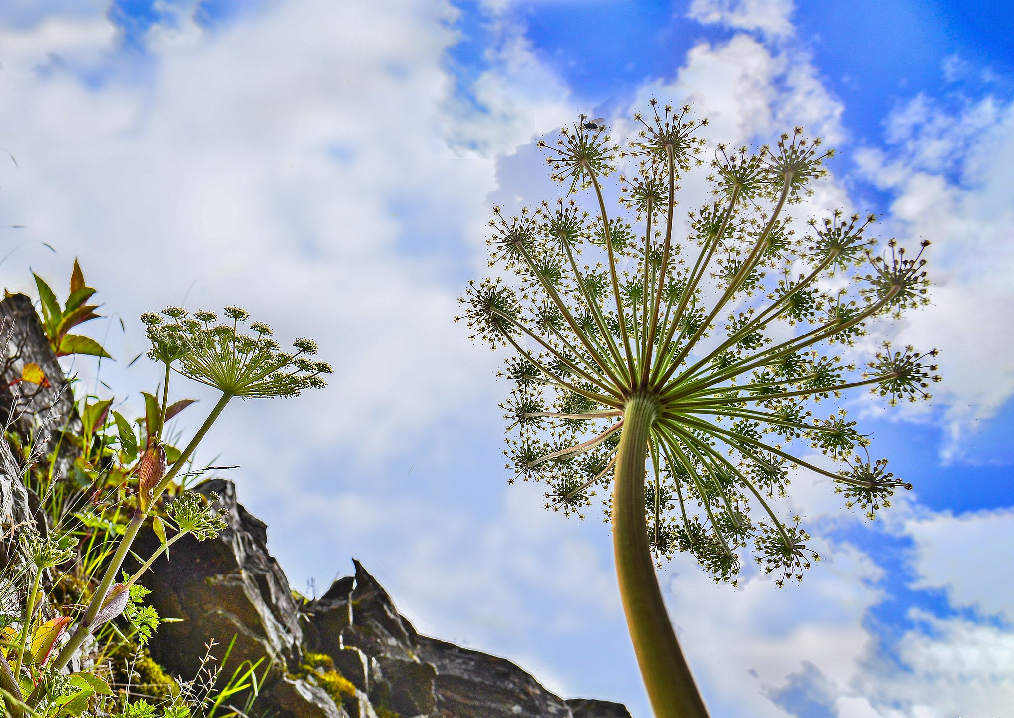 潘麗峰, Angelica morrisonicola in Hehuan Mount DSC 1418-2, CC BY-SA 4.0