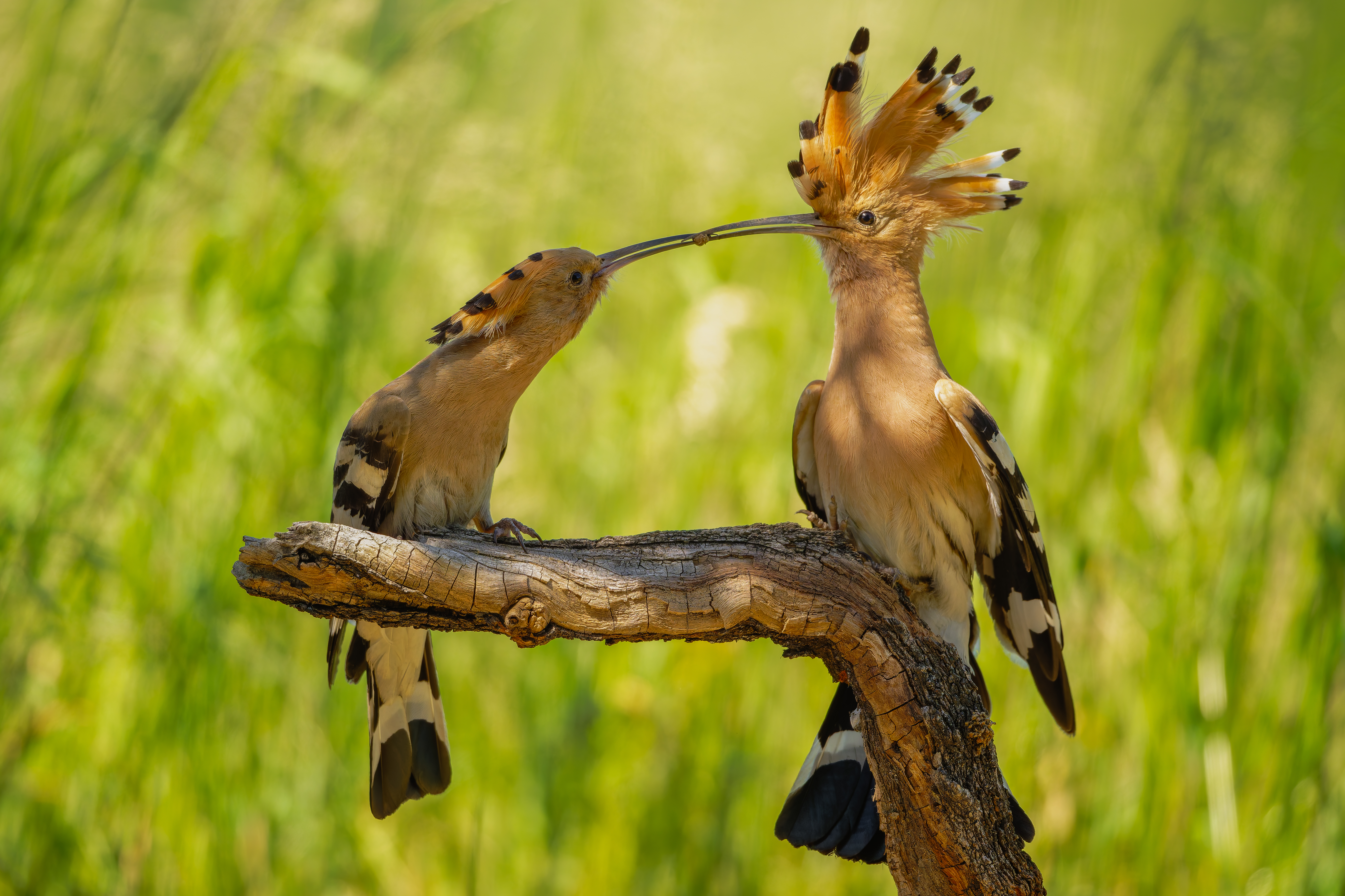 Vögel bei der Futterübergabe im Landschaftsschutzgebiet Mittlere Elbe-Steckby
