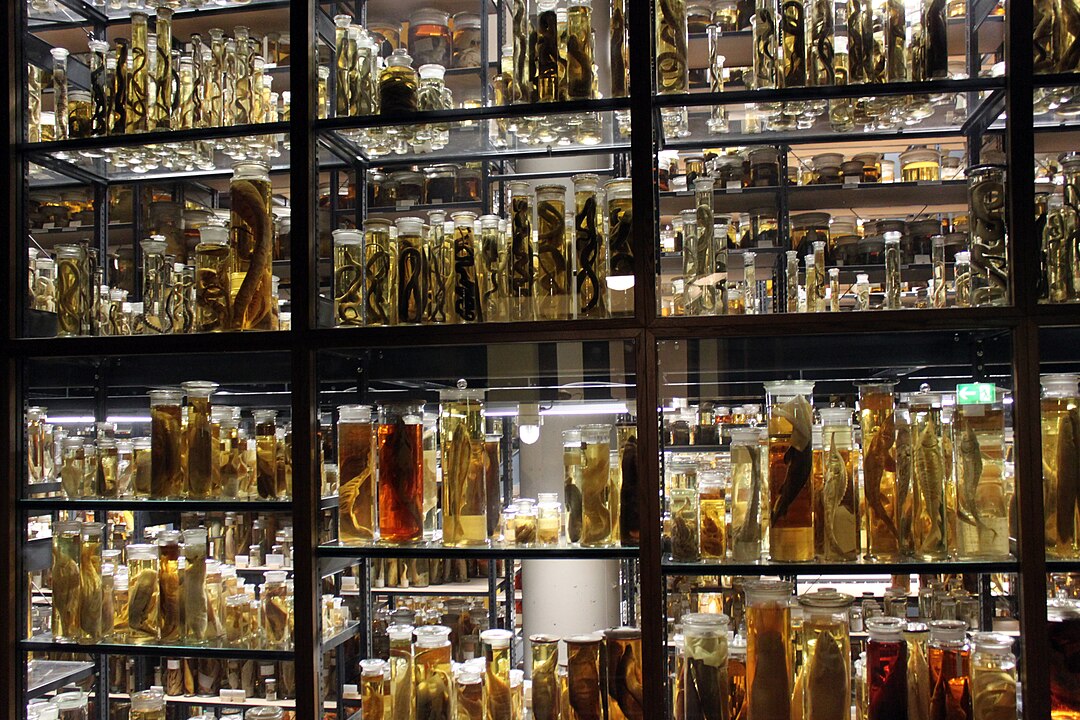 Das Foto zeigt die Alkohol-Forschungssammlung im Naturkundemuseum Berlin. Zu sehen ist ein Regal, das bis zur Decke reicht und in dem dicht an dicht Glaszylinder stehen. Gefüllt sind sie mit Präparaten, die in Alkohol haltbar gemacht werden. Die Präparate auf diesem Foto sind vor allem Meereslebewesen vom Seepferdchen bis zu einzelnen Fischen oder Oktopussen. Foto: Anagoria, 2013 Naturkundemuseum Berlin Alkohol-Forschungssammlung 01 anagoria, CC BY 3.0