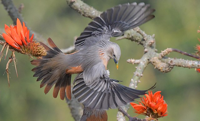 Md shahanshah bappy (https://commons.wikimedia.org/wiki/File:Chestnut-tailed_starling,_Satchari_National_Park.jpg), https://creativecommons.org/licenses/by-sa/4.0/legalcode