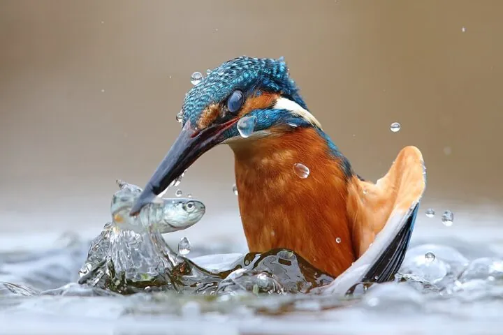 Eisvogel