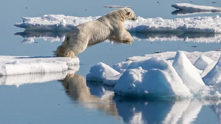 Eisbär