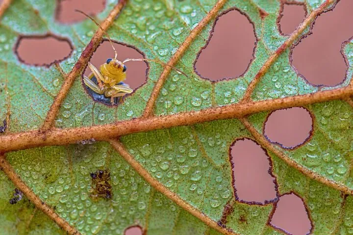 Blatt mit Käfer