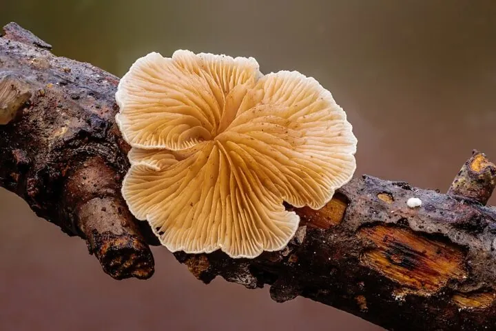 Pilz