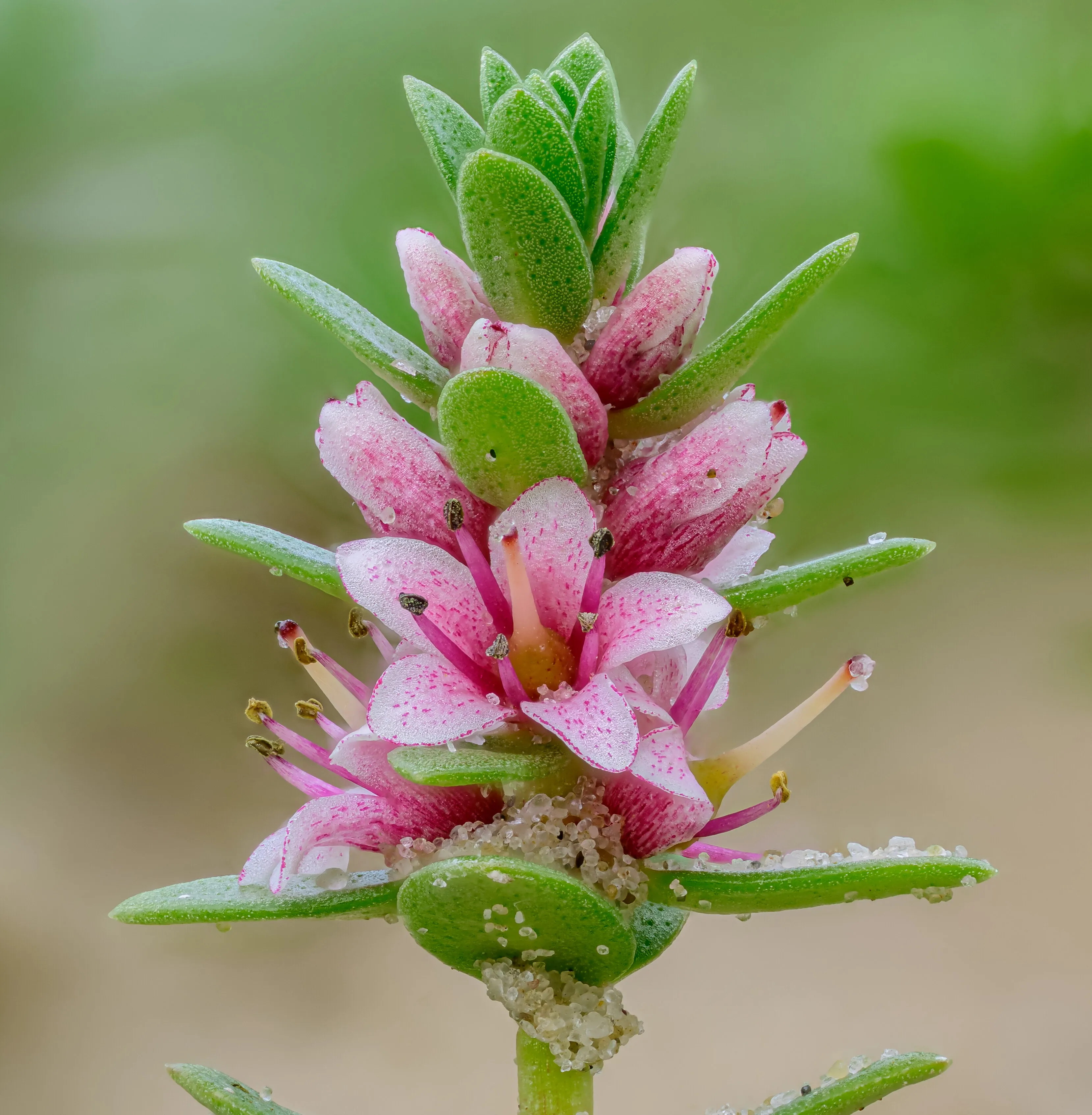 Blühendes Strand-Milchkraut.